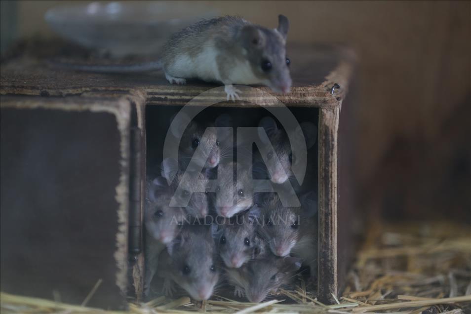 Endangered spiny mouses in Turkey's Bursa