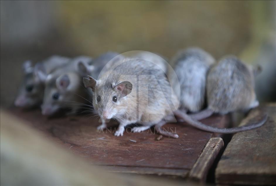 Endangered spiny mouses in Turkey's Bursa