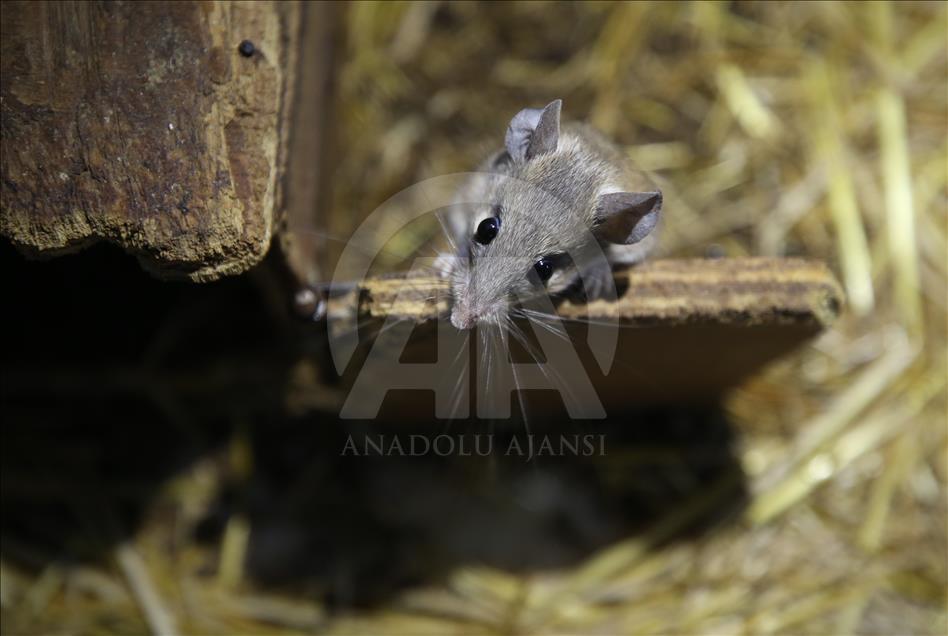 Ratones espinosos en peligro de extinción en Turquía