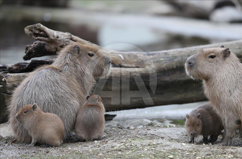 Bursa Hayvanat Bahçesinde 4 kapibara dünyaya geldi