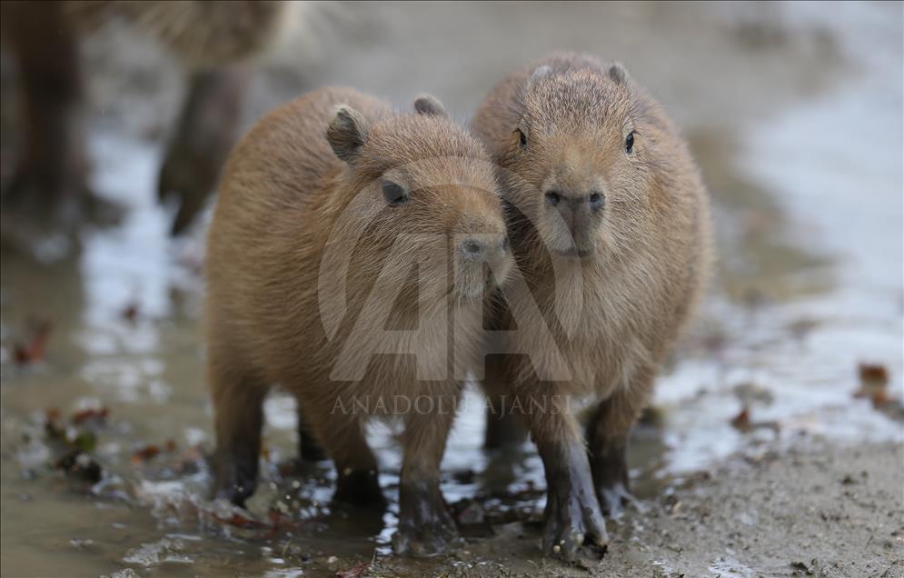 Bursa Hayvanat Bahçesinde 4 kapibara dünyaya geldi