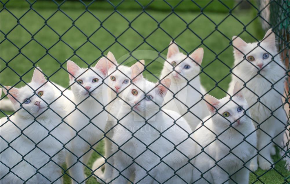 Significant increase in Turkey's Van Cats Population