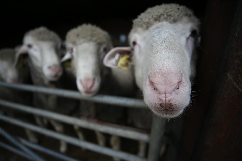 "Maedi Visna" hastalığına karşı dirençli koyunlar yetiştirilecek