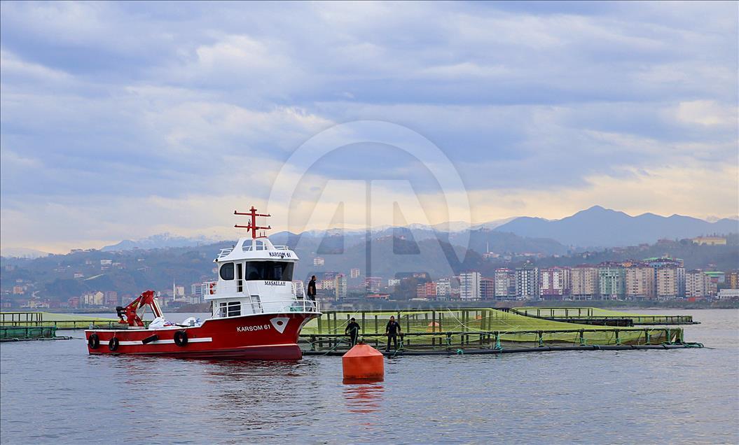 Karadeniz somonu Japon sofralarına "suşi" olarak girdi