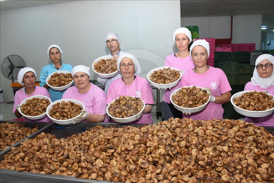 Kuru incir, Hindistan pazarına düğünlerle girdi