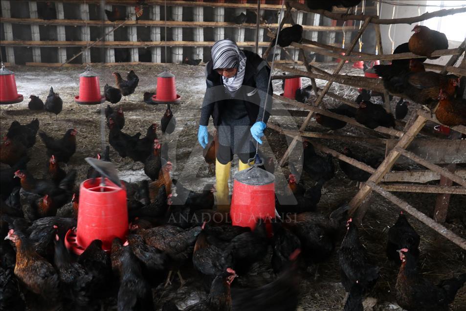 Tavuk kümesi İŞKUR desteğiyle çiftliğe dönüştü
