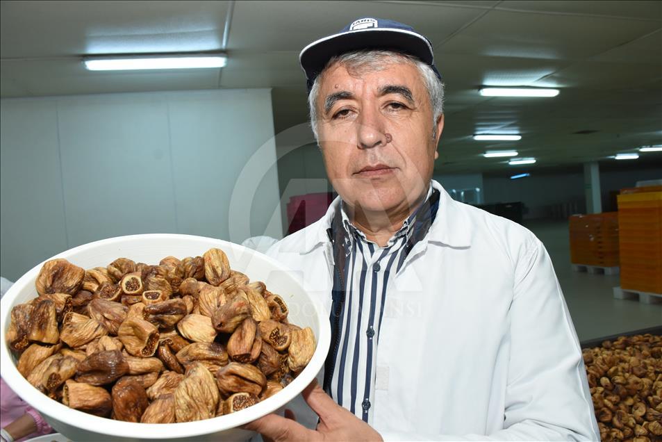 Kuru incir, Hindistan pazarına düğünlerle girdi