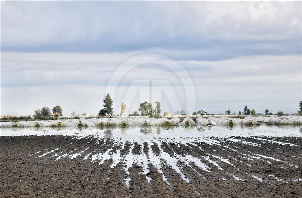 Sular altında kalan tarım alanlarında hasat