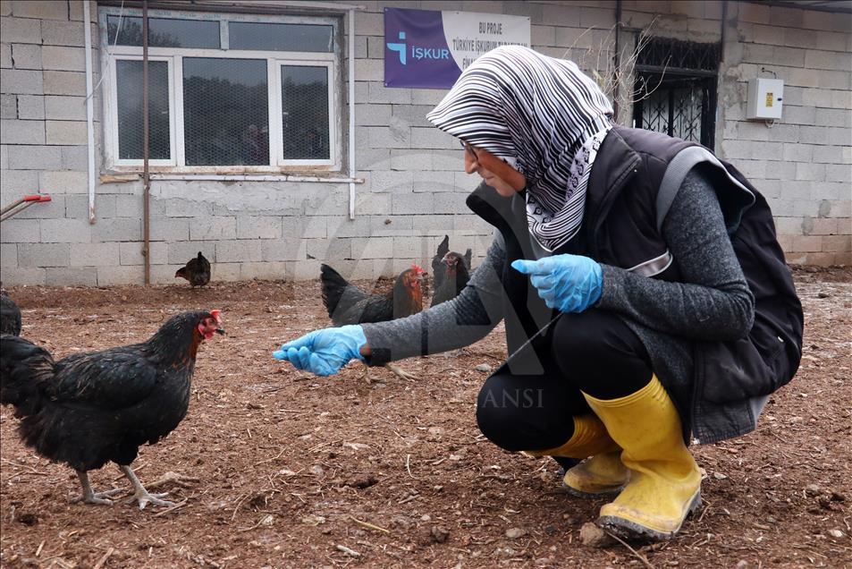 Tavuk kümesi İŞKUR desteğiyle çiftliğe dönüştü

