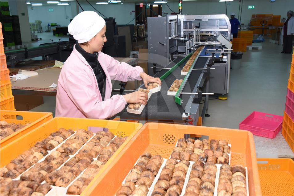 Kuru incir, Hindistan pazarına düğünlerle girdi