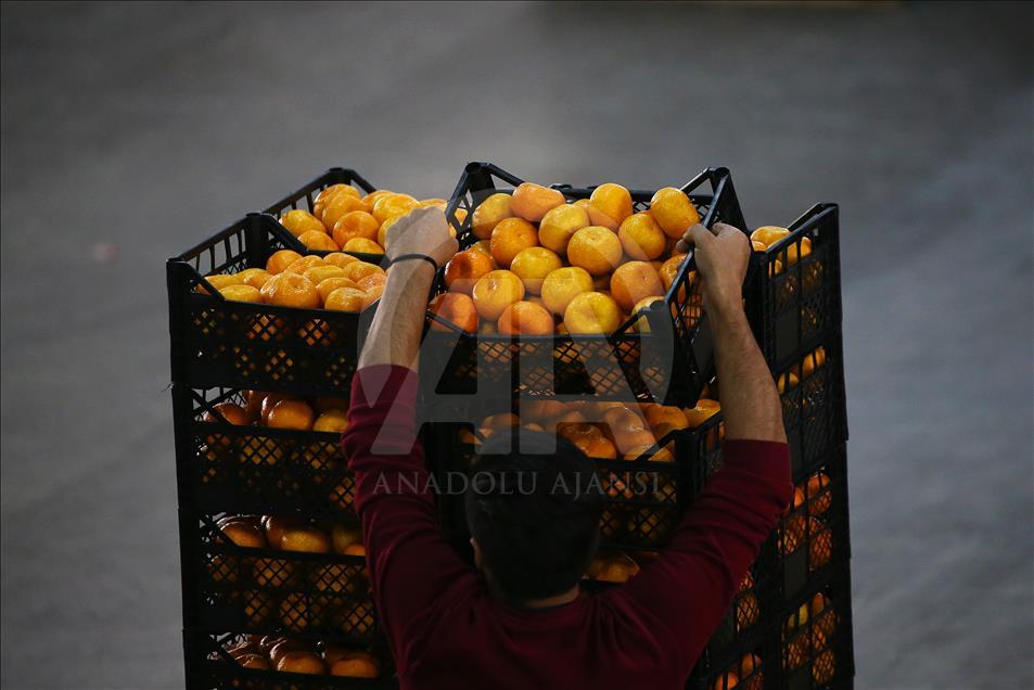 Adana'da narenciye hasadı yüz güldürüyor