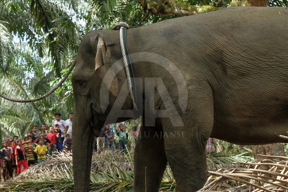 Traslado de un elefante salvaje en Indonesia