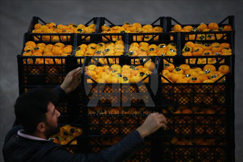 Adana'da narenciye hasadı yüz güldürüyor
