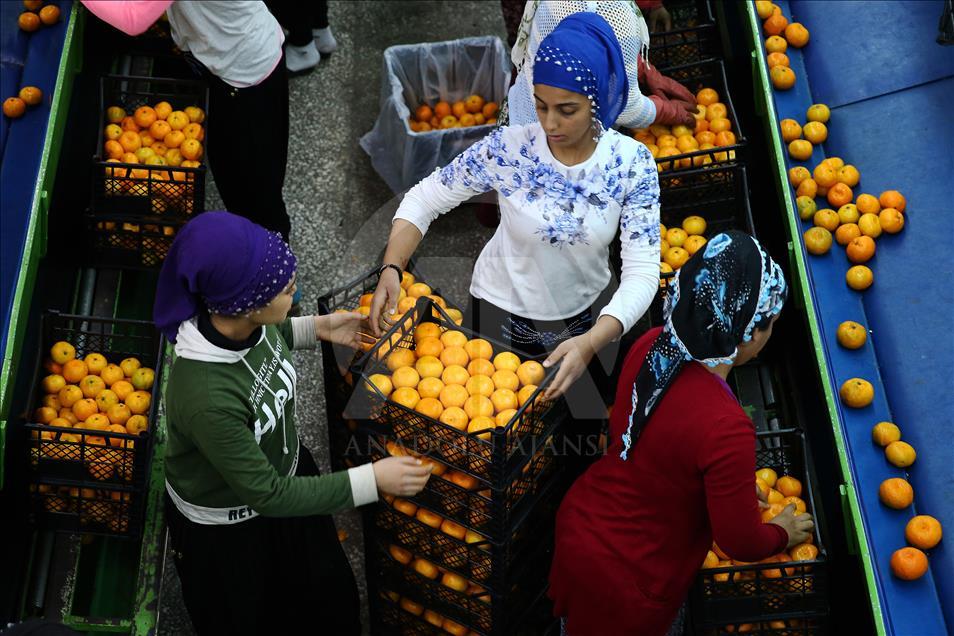 Adana'da narenciye hasadı yüz güldürüyor