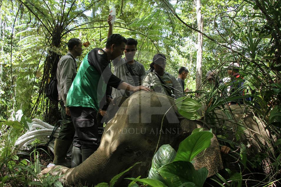 Traslado de un elefante salvaje en Indonesia