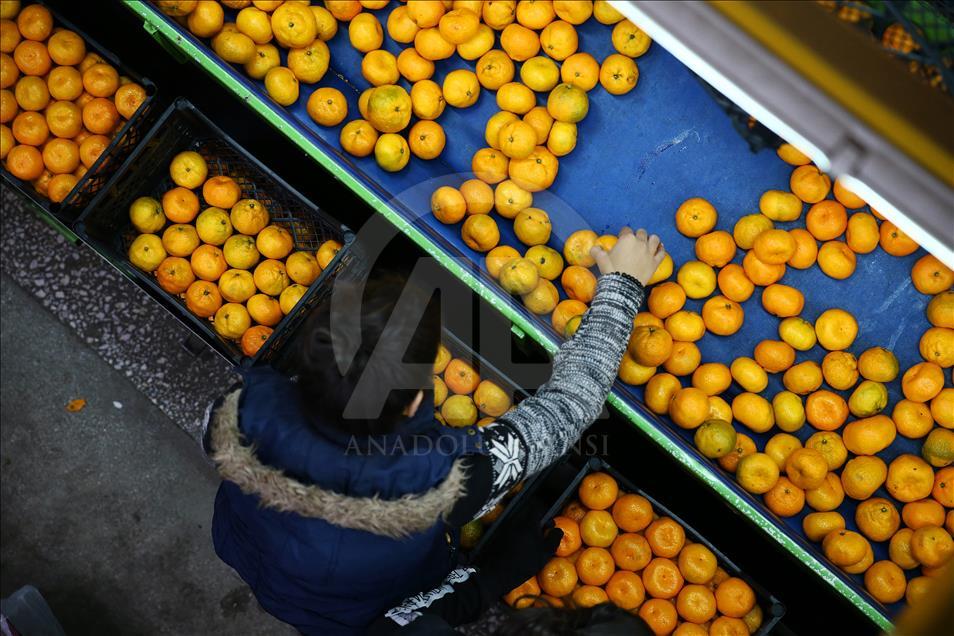 Adana'da narenciye hasadı yüz güldürüyor