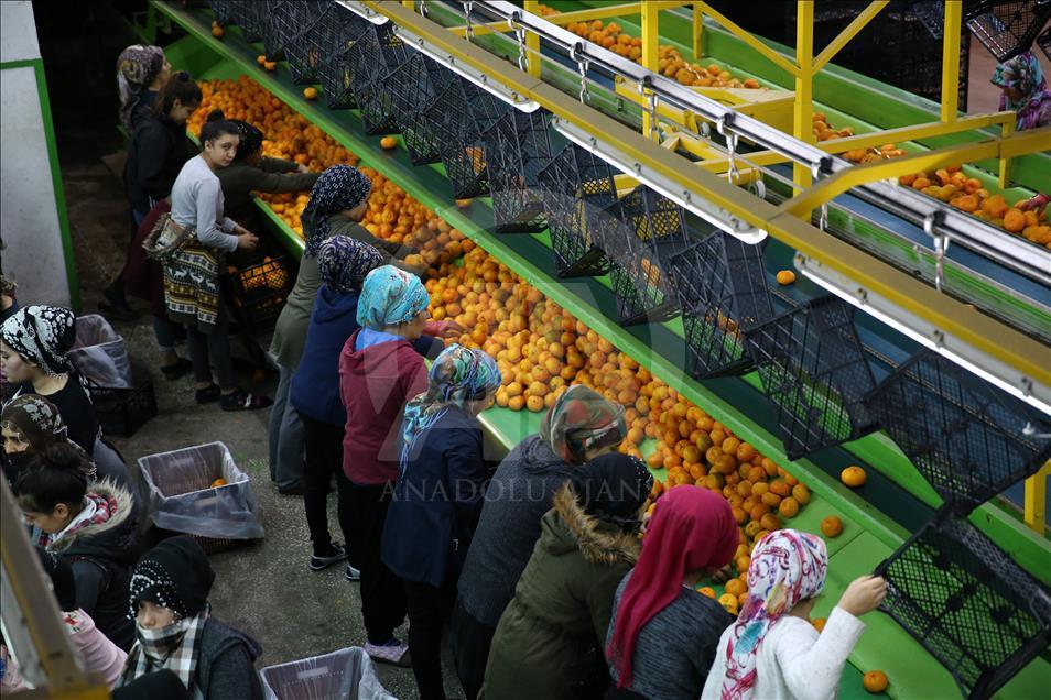Adana'da narenciye hasadı yüz güldürüyor