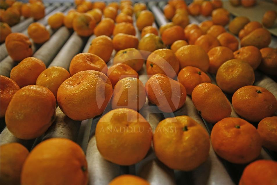 Adana'da narenciye hasadı yüz güldürüyor