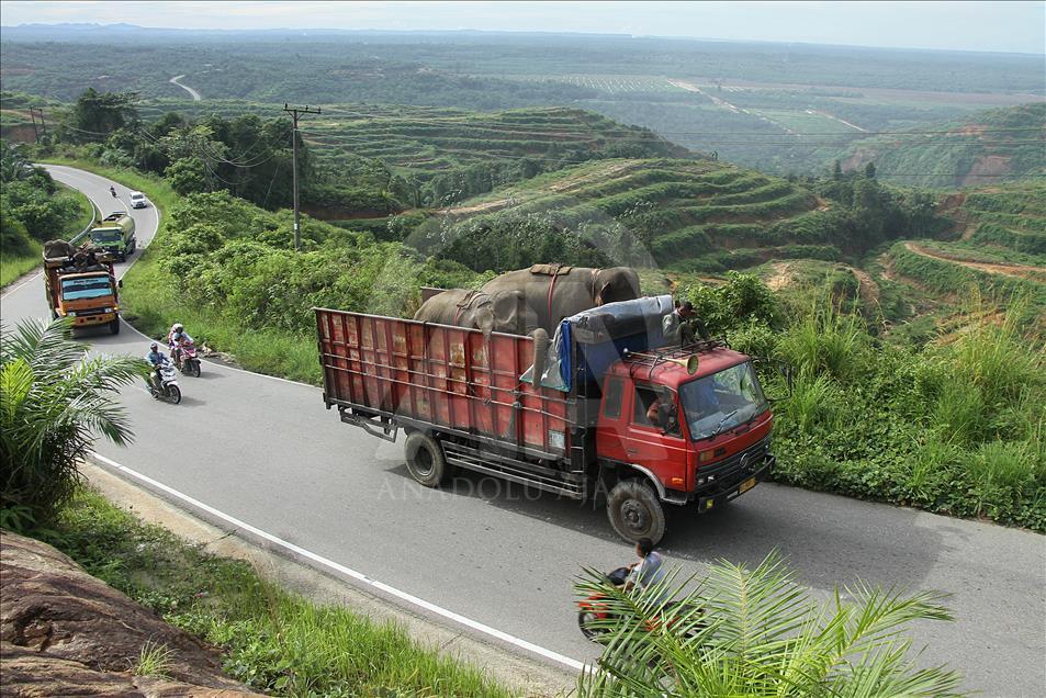 Translokasi gajah liar di Aceh