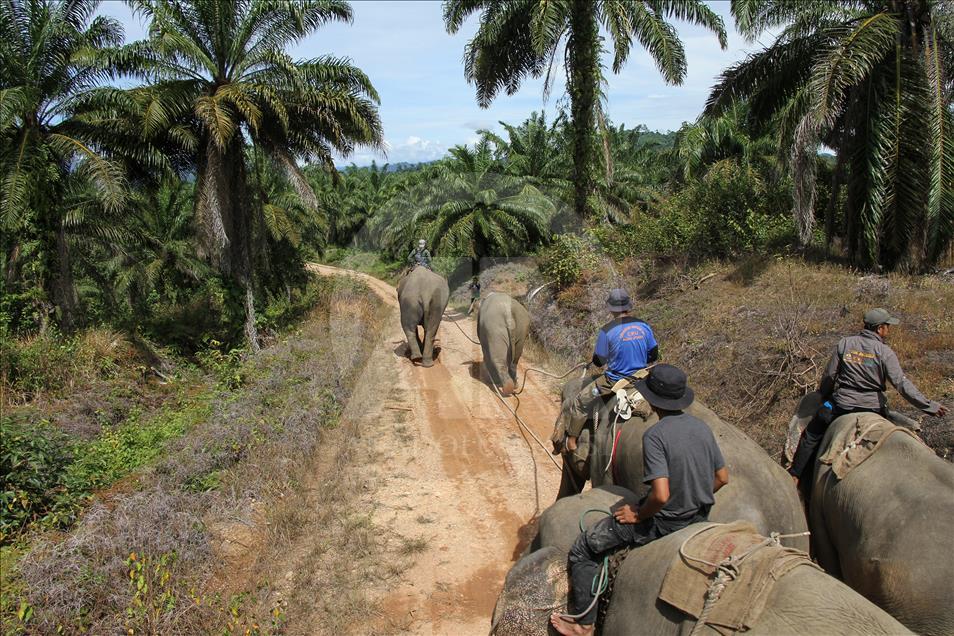 Translokasi gajah liar di Aceh