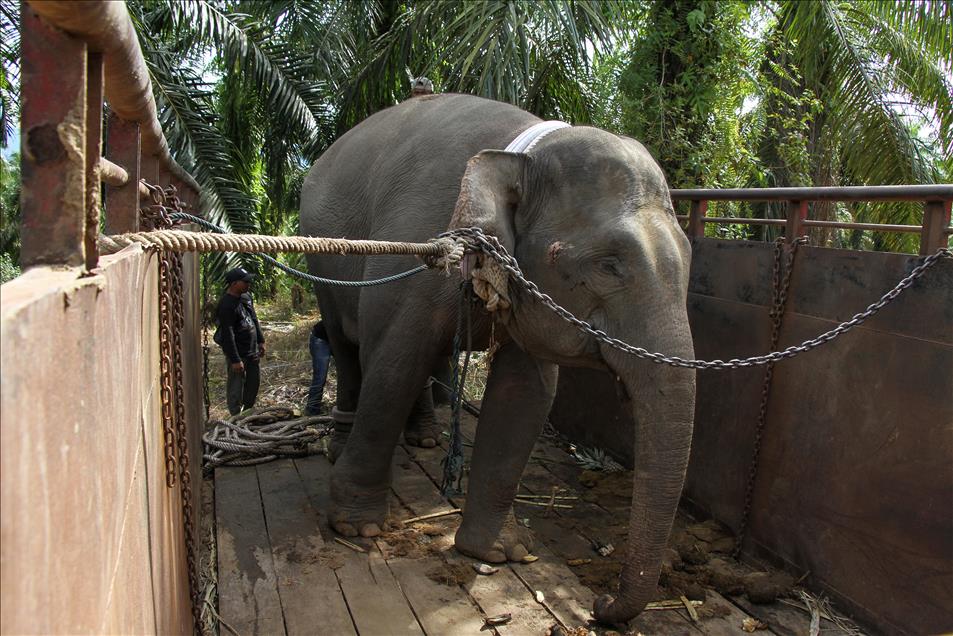 Translokasi gajah liar di Aceh