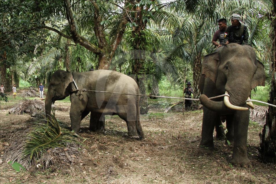 Translokasi gajah liar di Aceh