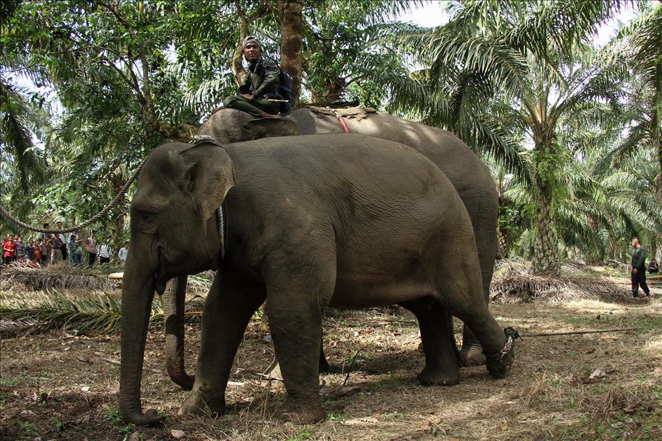 Translokasi gajah liar di Aceh
