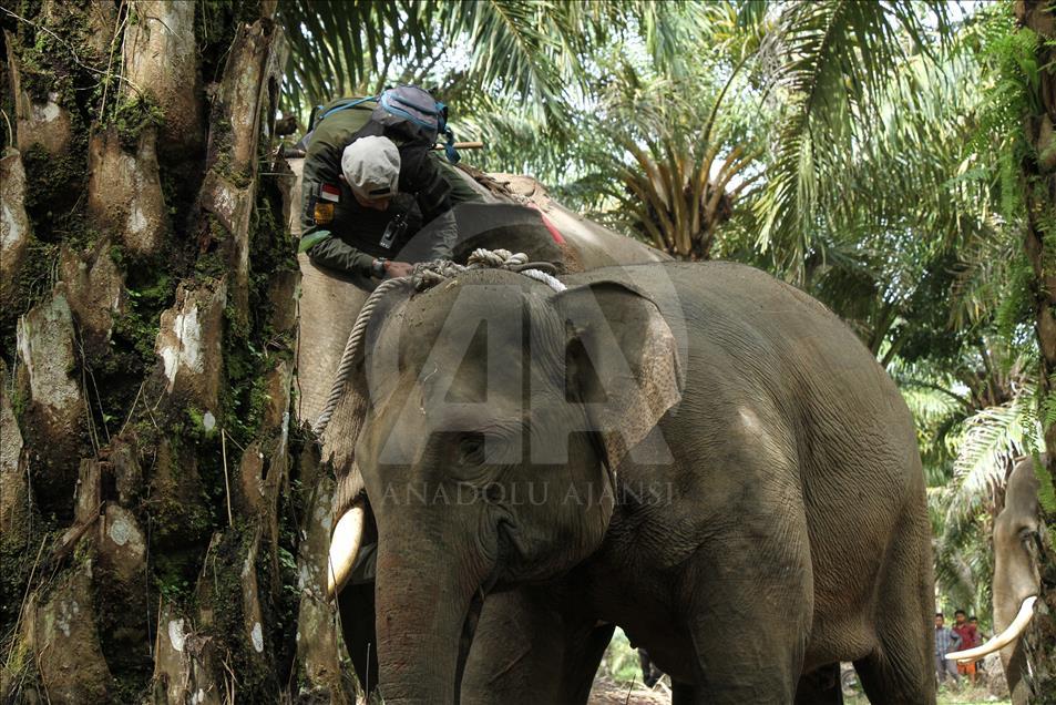Translokasi gajah liar di Aceh