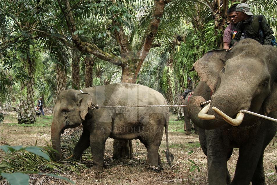 Translokasi gajah liar di Aceh