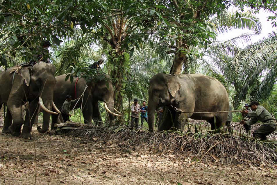 Translokasi gajah liar di Aceh