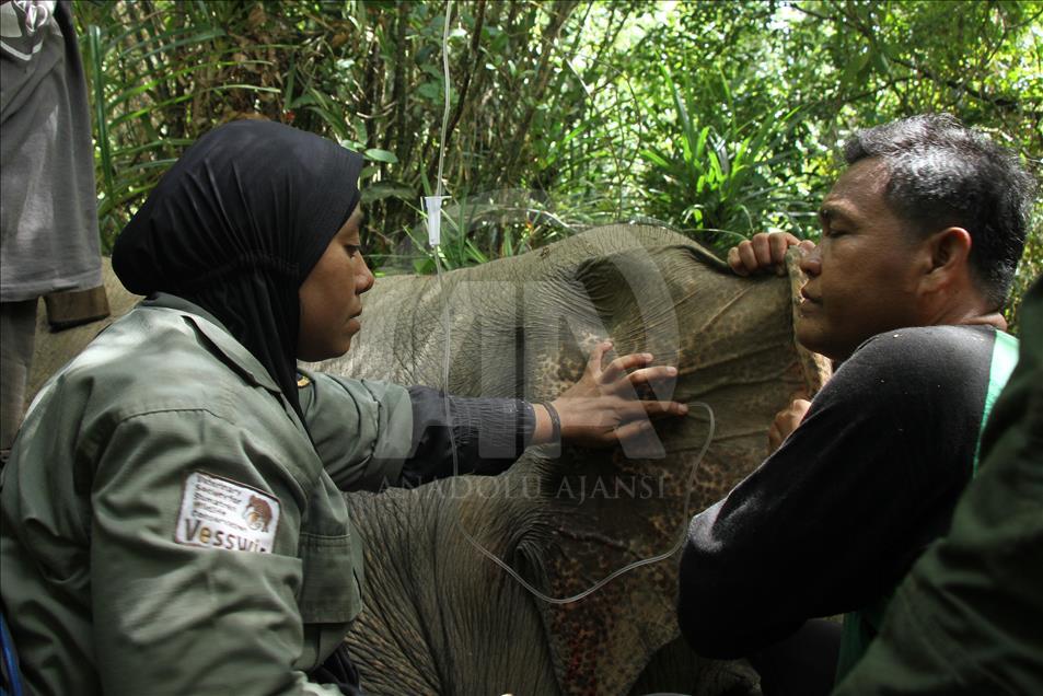Translokasi gajah liar di Aceh