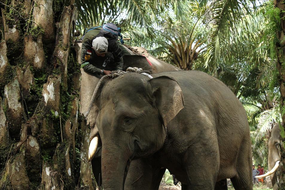 Translokasi gajah liar di Aceh