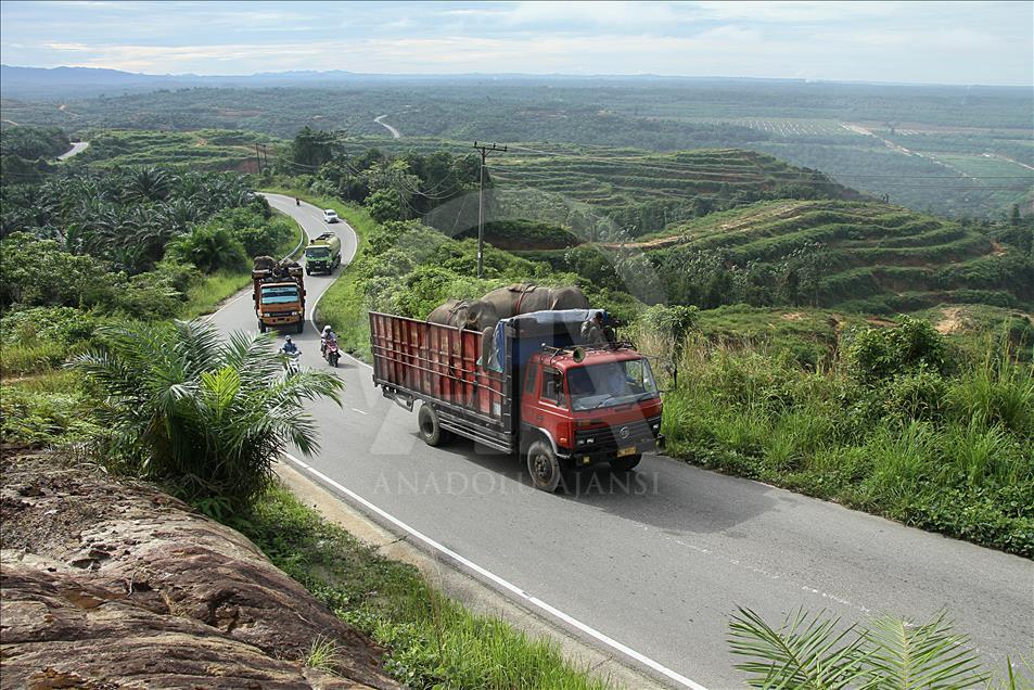 Translokasi gajah liar di Aceh