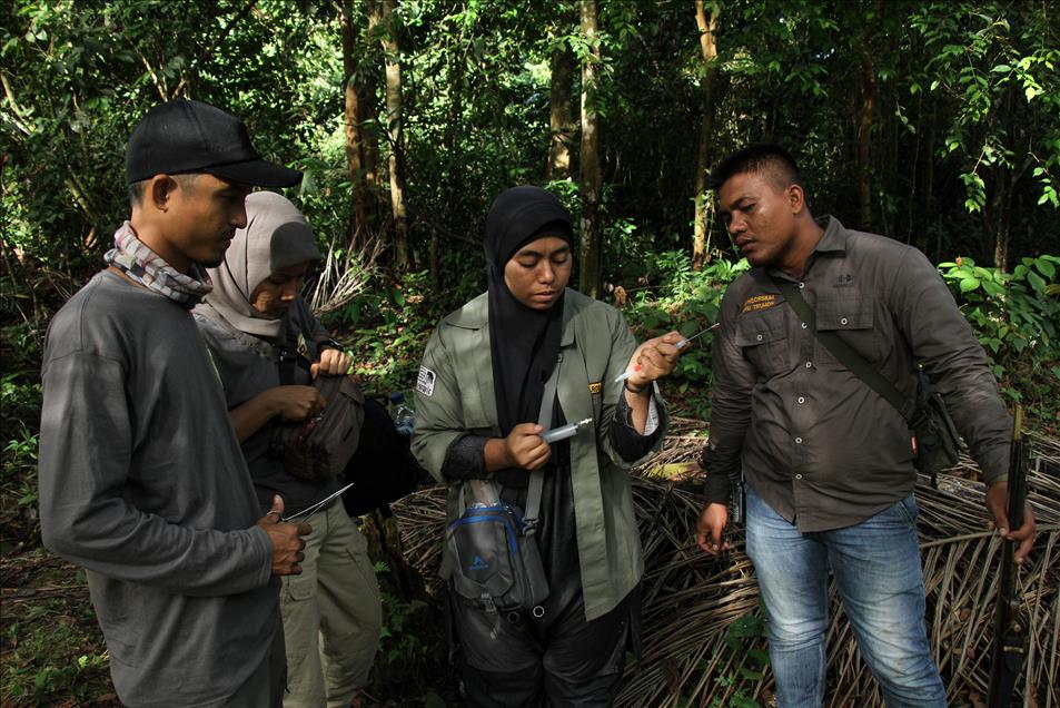 Translokasi gajah liar di Aceh