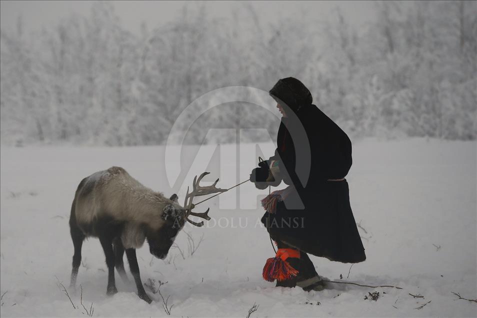 Reindeer Herders daily life in Yamalo
