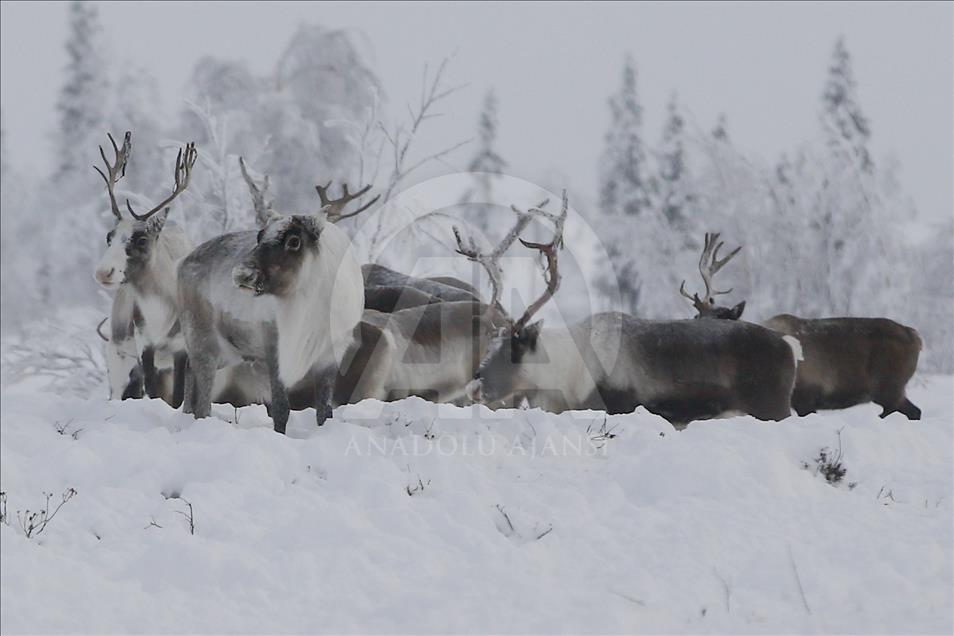 Reindeer Herders daily life in Yamalo