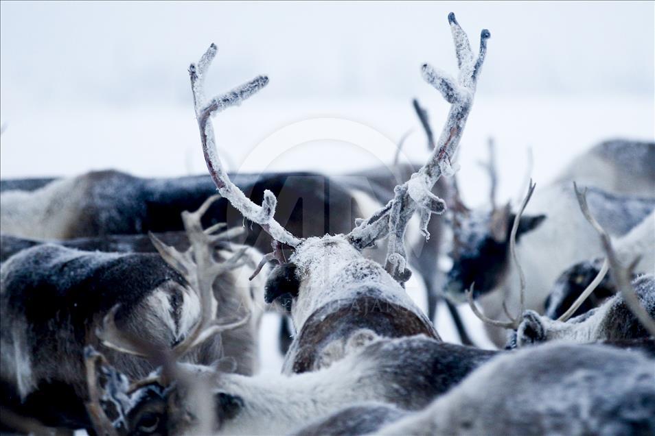 Reindeer Herders daily life in Yamalo
