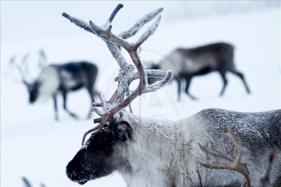 Reindeer Herders daily life in Yamalo