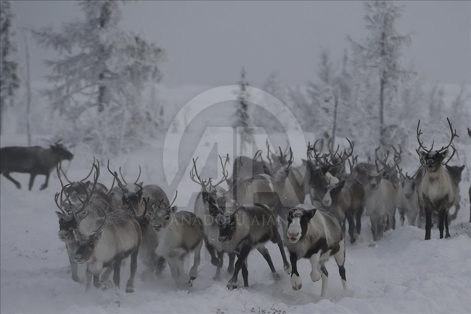 Reindeer Herders daily life in Yamalo