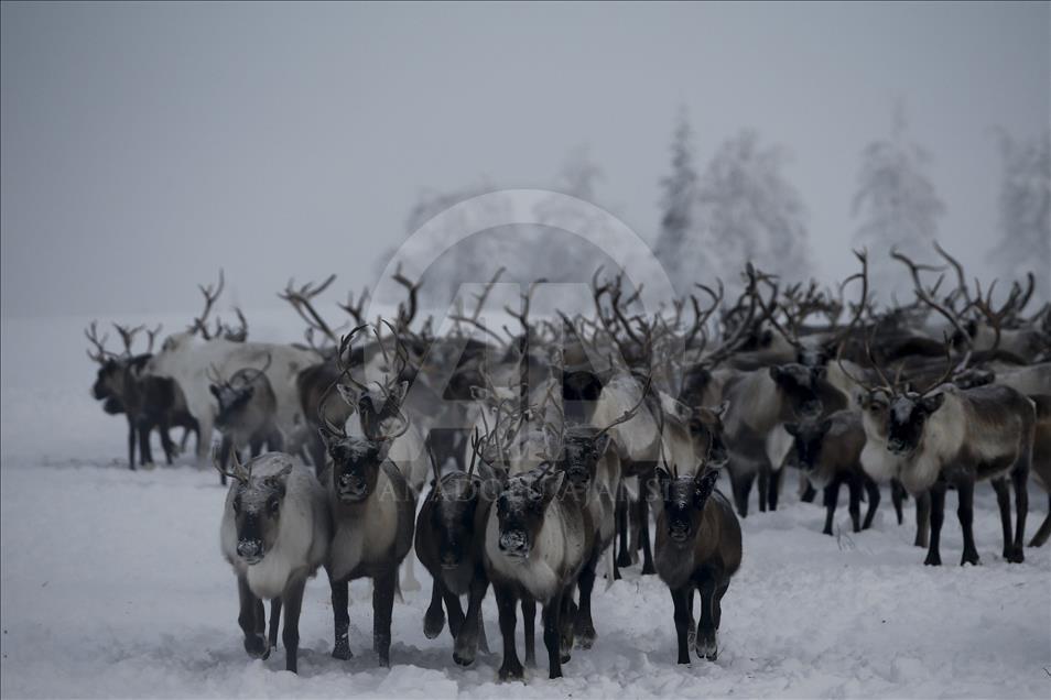 Reindeer Herders daily life in Yamalo