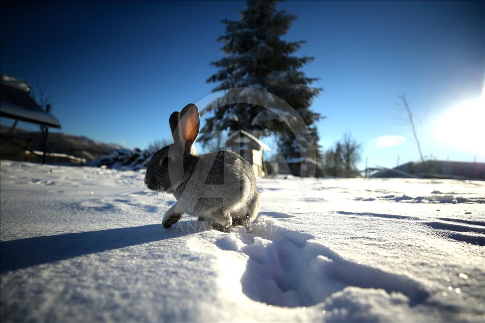 Bolu Dağı'nda kar güzelliği