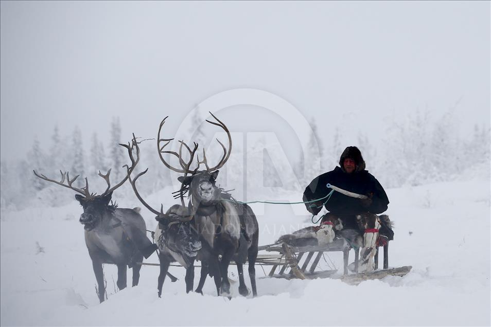 Reindeer Herders daily life in Yamalo
