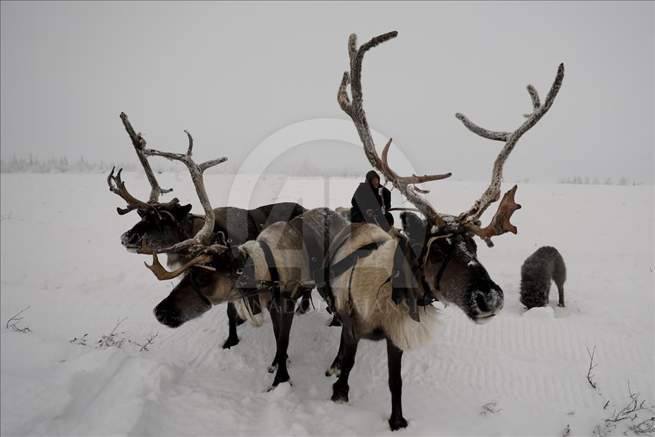 Reindeer Herders daily life in Yamalo