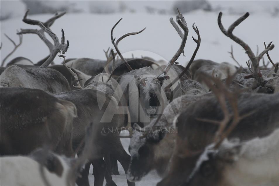 Reindeer Herders daily life in Yamalo