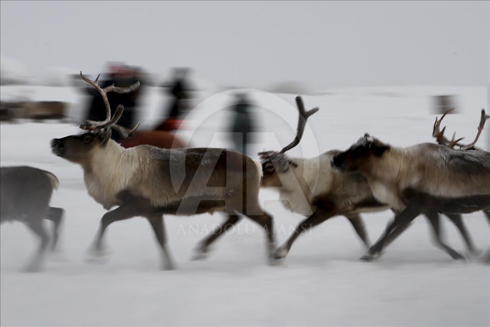 Reindeer Herders daily life in Yamalo