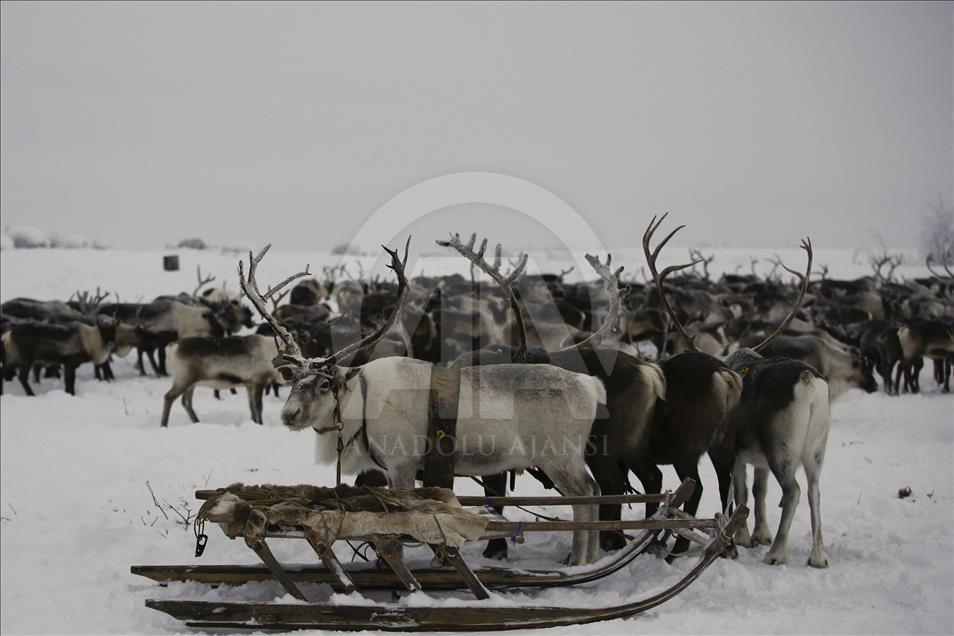 Reindeer Herders daily life in Yamalo