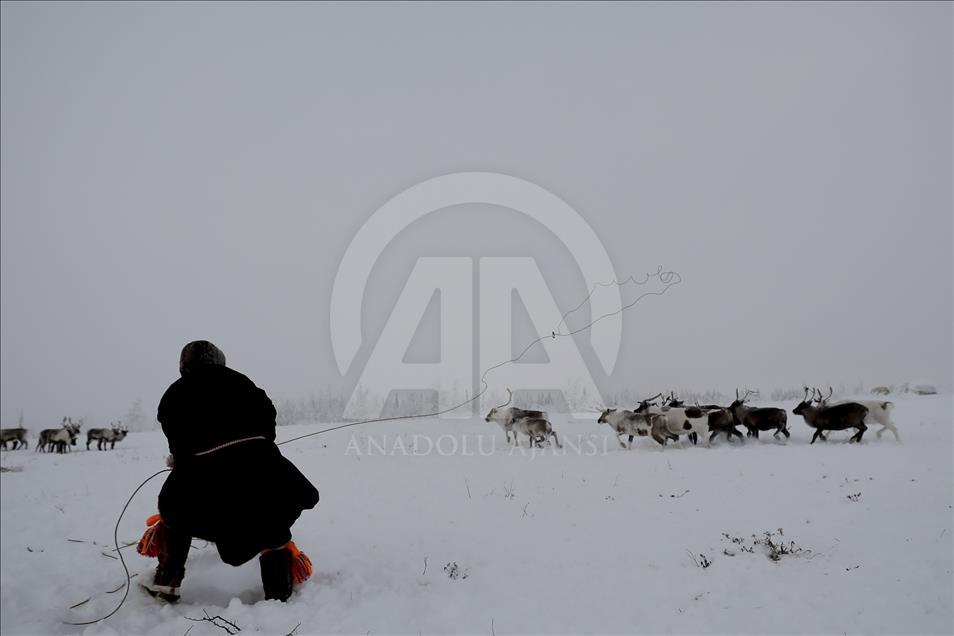 Reindeer Herders daily life in Yamalo