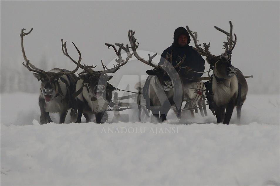Reindeer Herders daily life in Yamalo