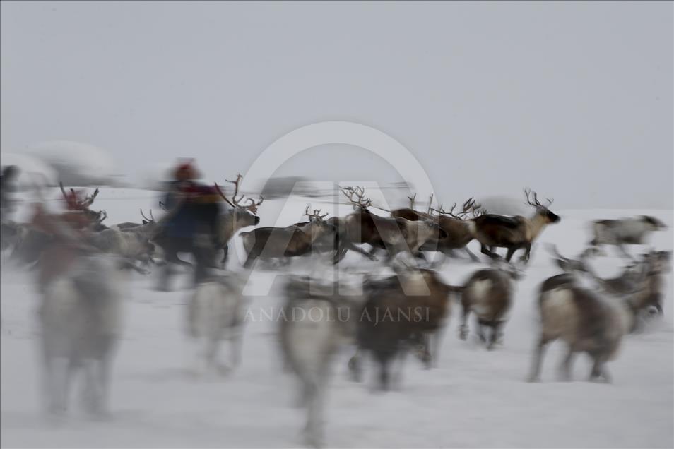 Reindeer Herders daily life in Yamalo