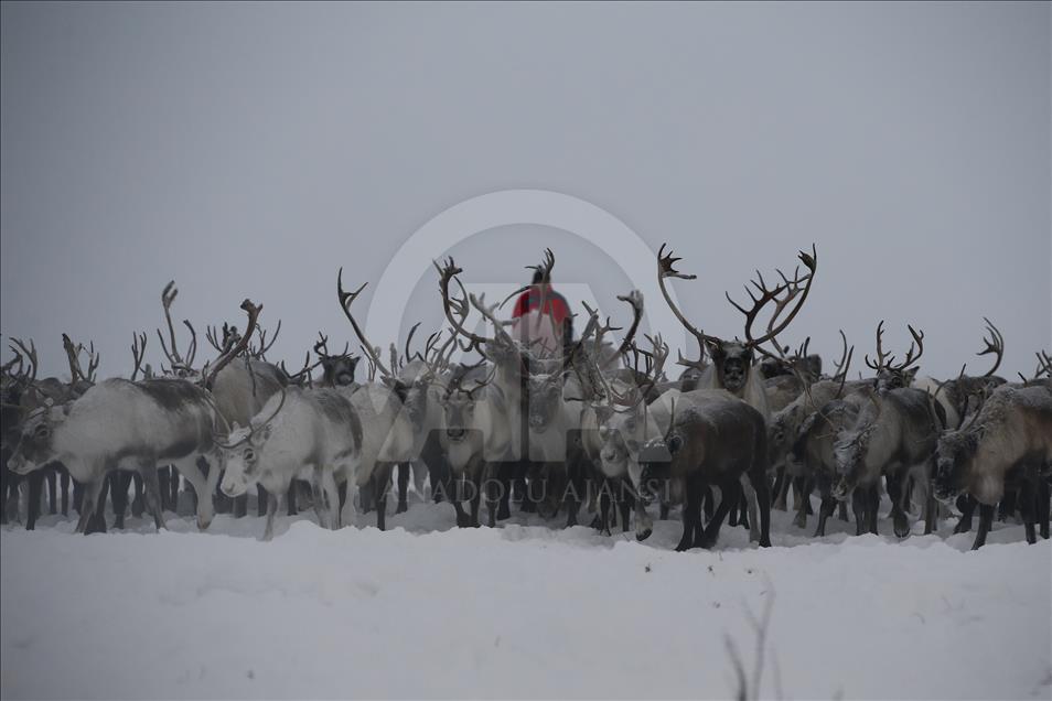 Reindeer Herders daily life in Yamalo